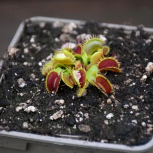 Dionaea muscipula 'Fused tooth'