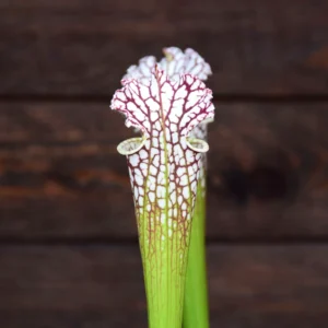 Sarracenia leucophylla Blackwater River State Forest
