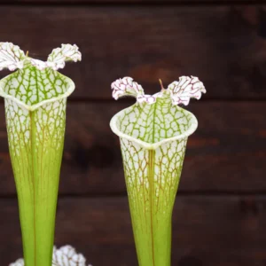 Sarracenia leucophylla Green and White tube (SL19 C.A)