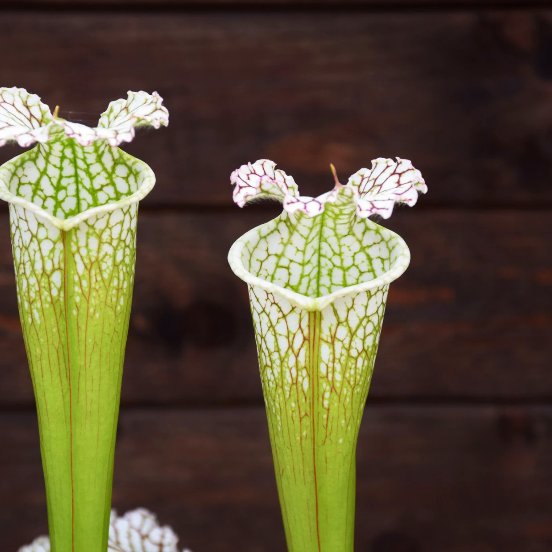 Sarracenia leucophylla Green and White tube (SL19 C.A)