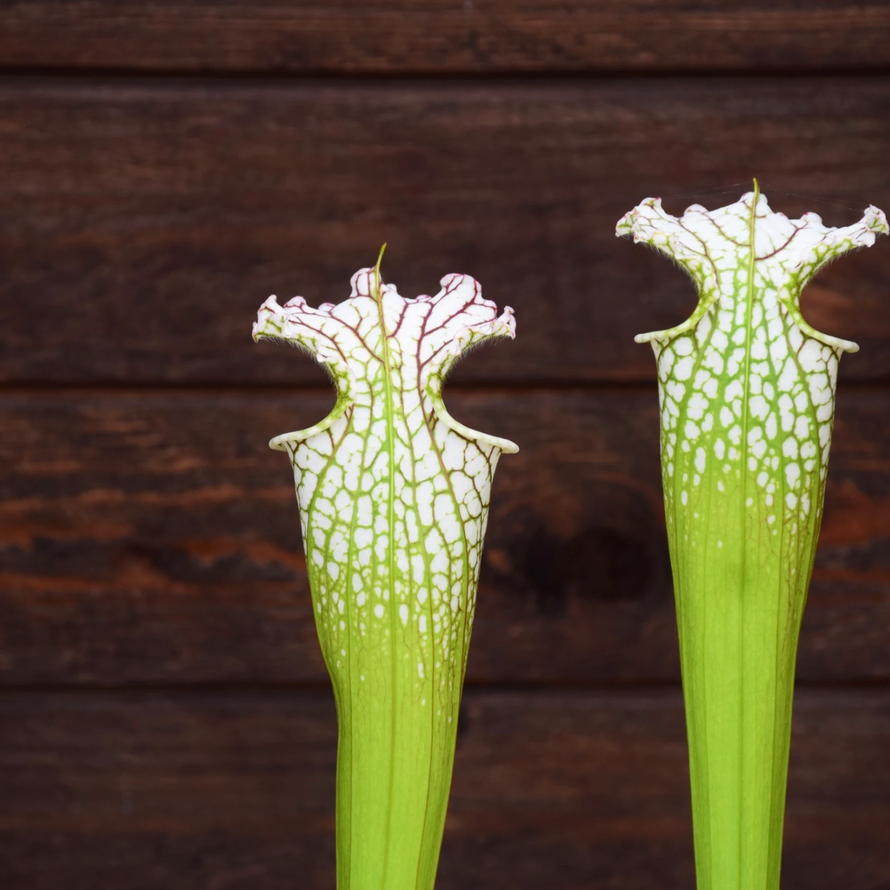 Sarracenia leucophylla Green and White tube (SL19 C.A)