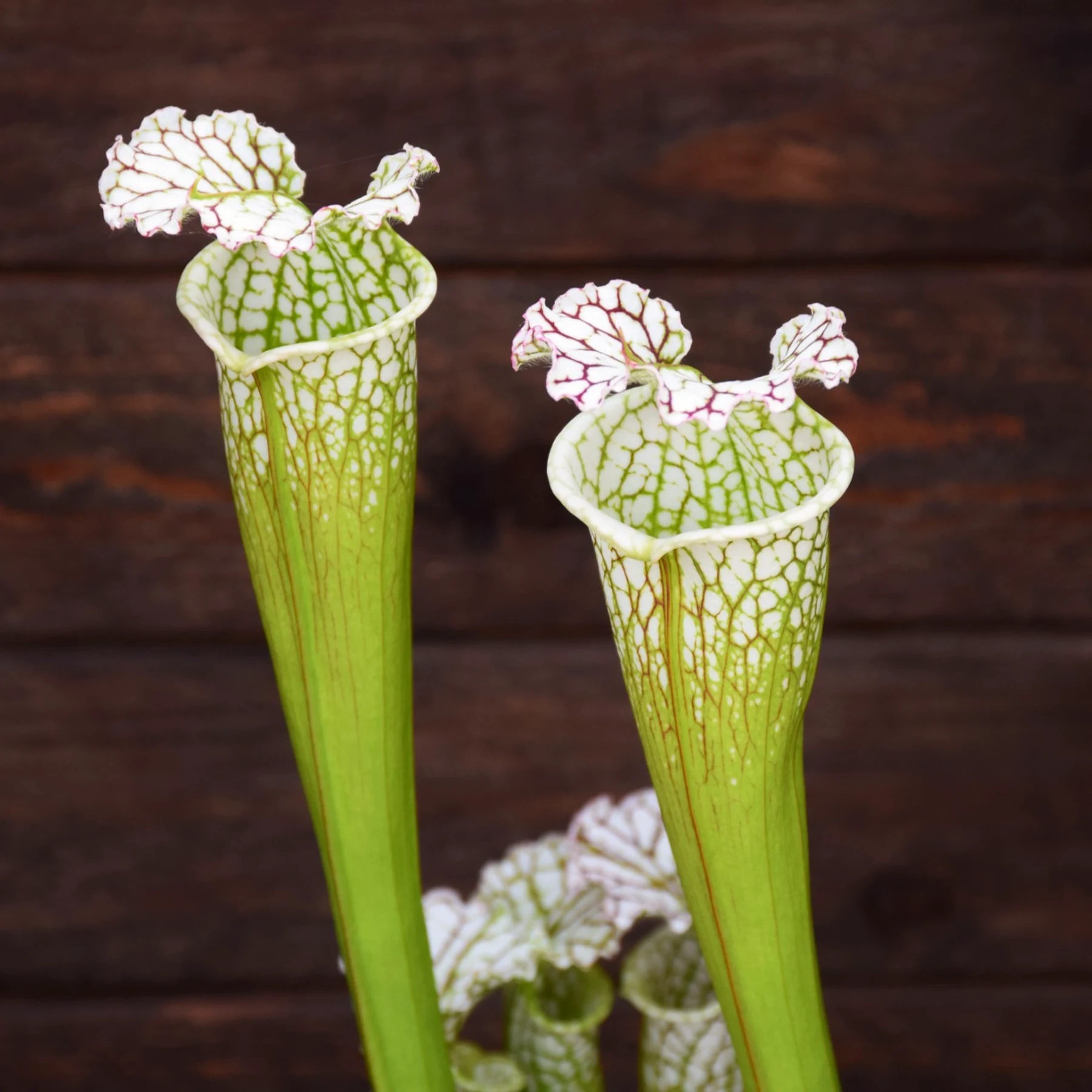 Sarracenia leucophylla Green and White tube (SL19 C.A)