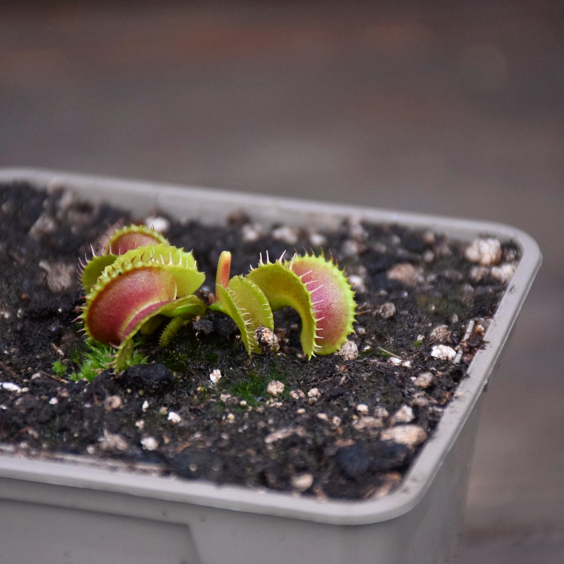 Dionaea muscipula "Mutant #1"