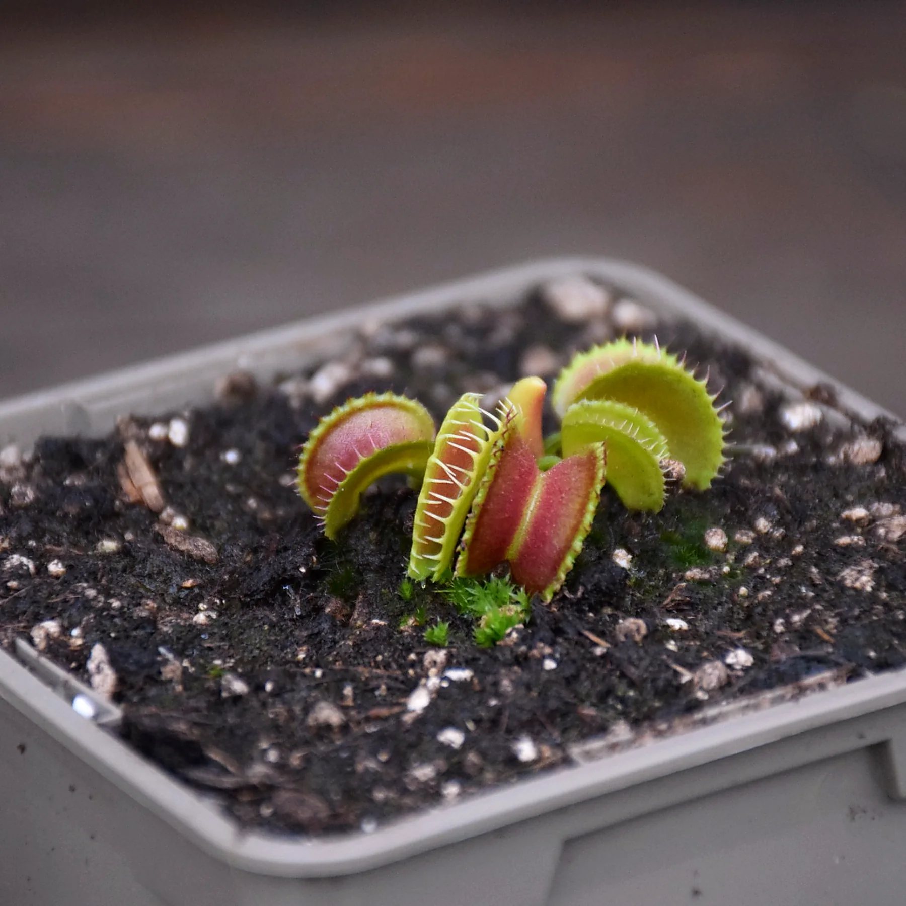 Dionaea muscipula "Mutant #1"