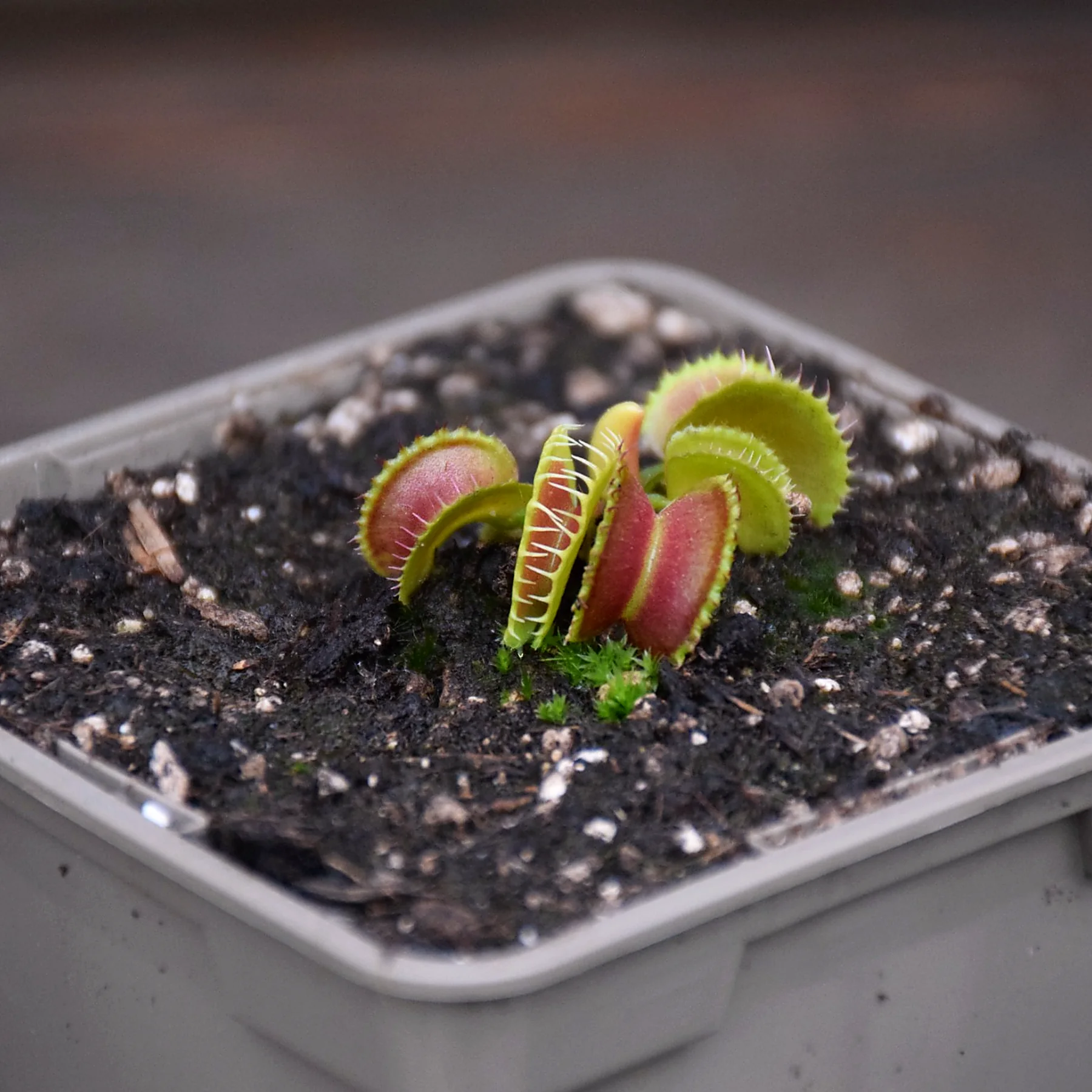 Dionaea muscipula "Mutant #1"