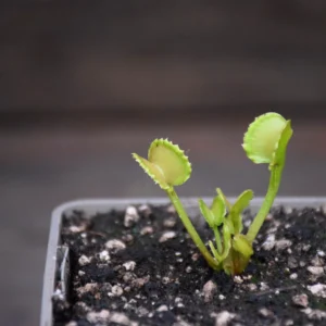 Dionaea muscipula 'Red Fox'