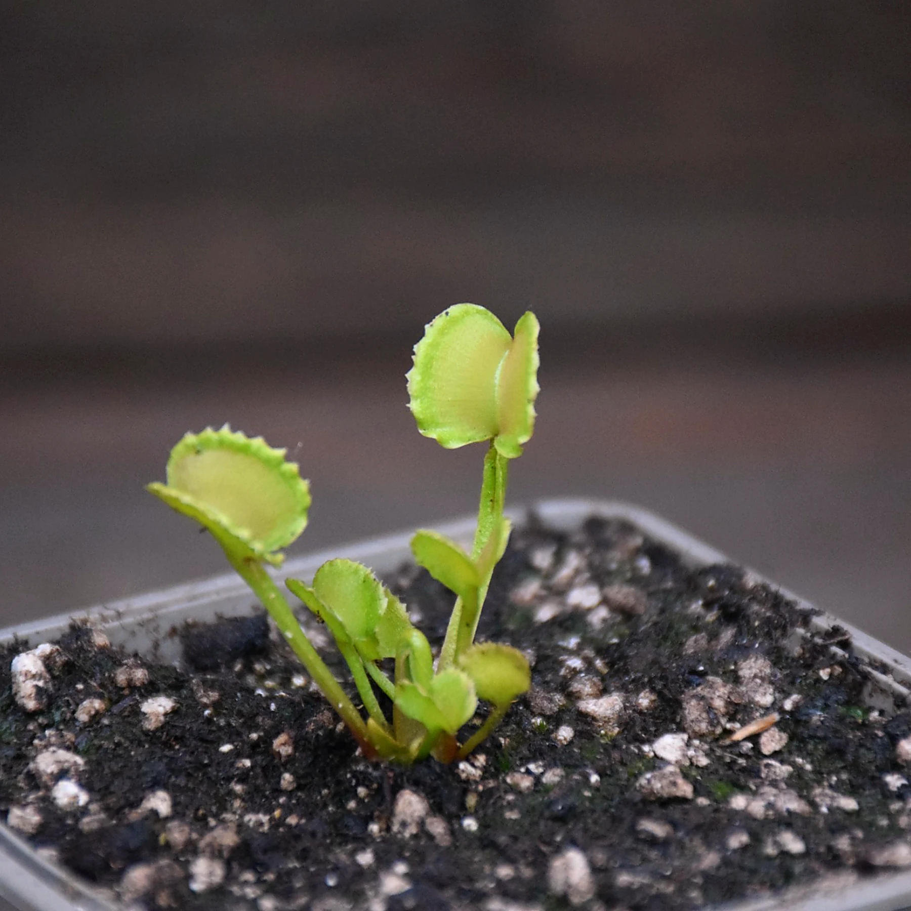 Dionaea muscipula 'Red Fox'