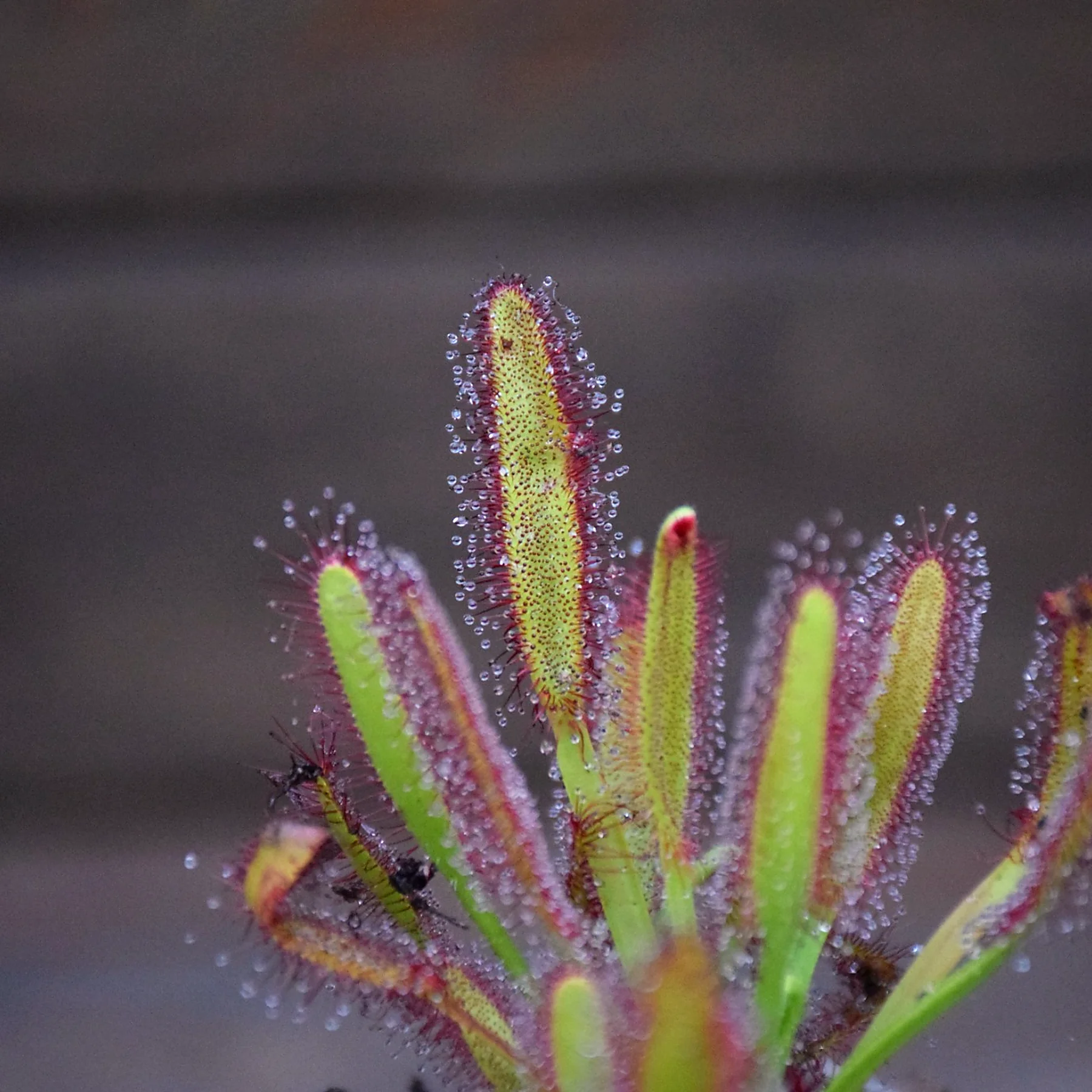 Drosera x 'Hercules'