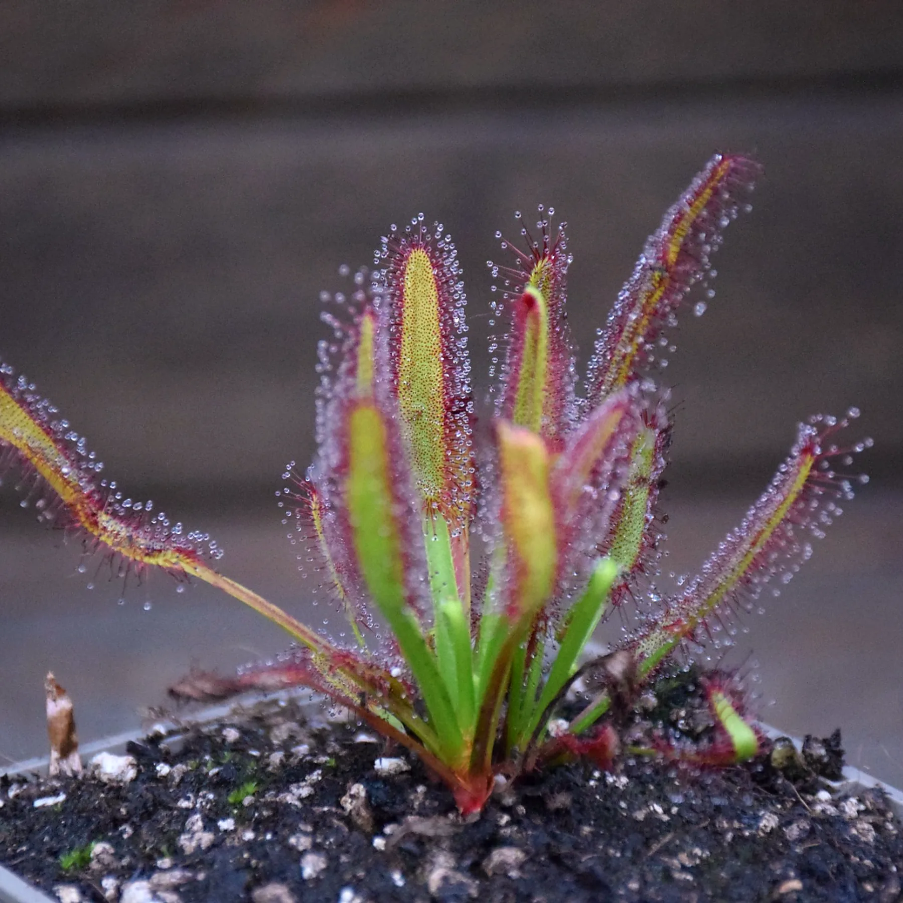 Drosera x 'Hercules'