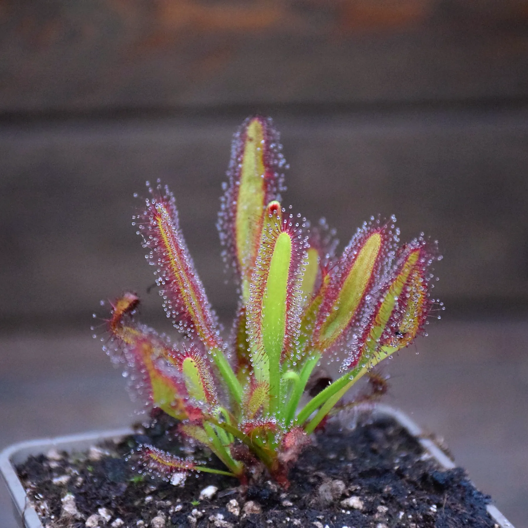 Drosera x 'Hercules'